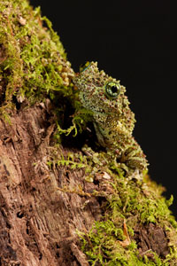 mossy frog 2